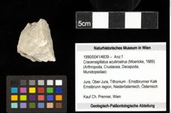 Foto (Objekt + Etiketten) von Cracensigillatus acutirostrus (Moericke, 1889) 